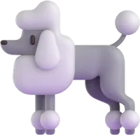 poodle - פודל