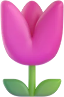 tulip - צבעוני